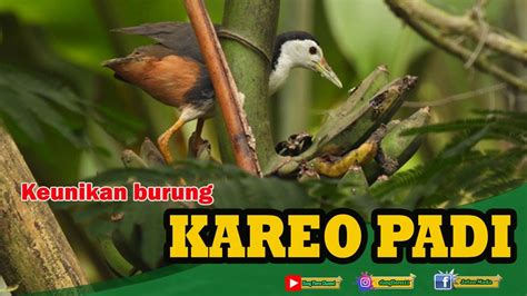 burung kareo padi harga Kareo Padi atau Ruak-ruak (Amaurornis phoenicurus) kabuburak/burak-burak bahasa Banjar adalah spesies burung yang masuk dalam famili Rallidae